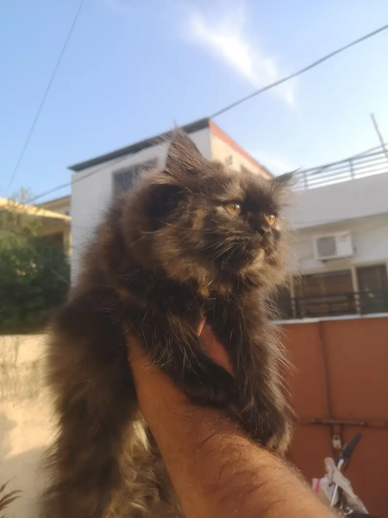 Persian Female Triple coated Kitten — photo 2