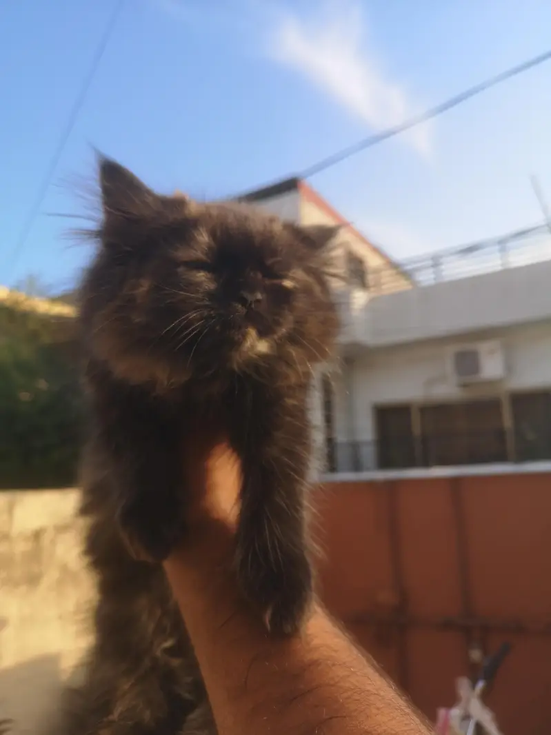 Persian Female Triple coated Kitten — photo 3