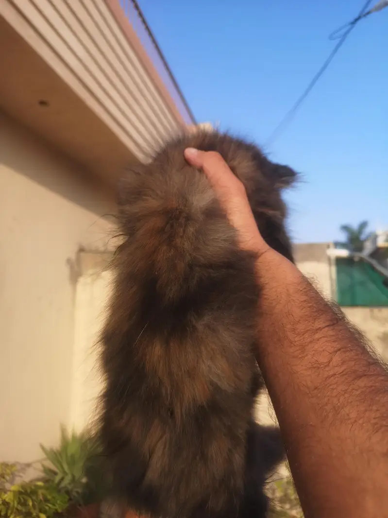 Persian Female Triple coated Kitten — photo 4