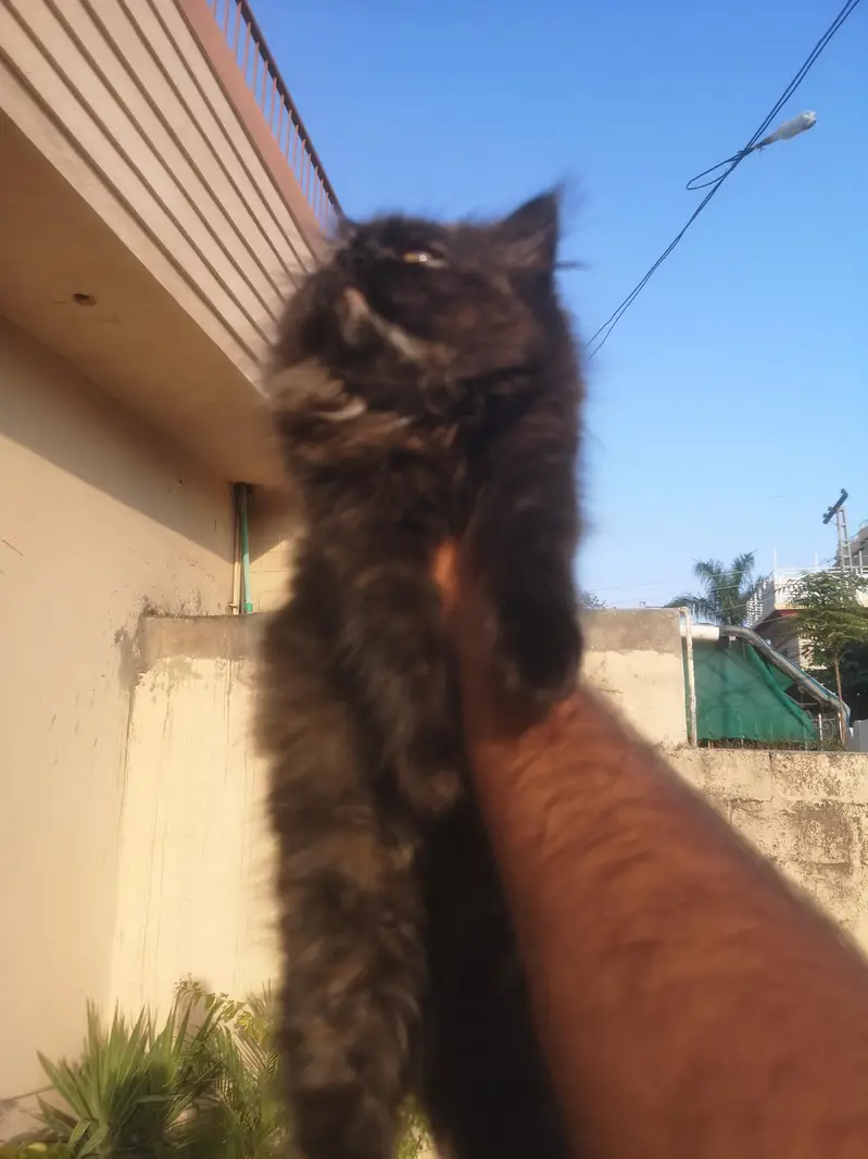 Persian Female Triple coated Kitten — photo 5