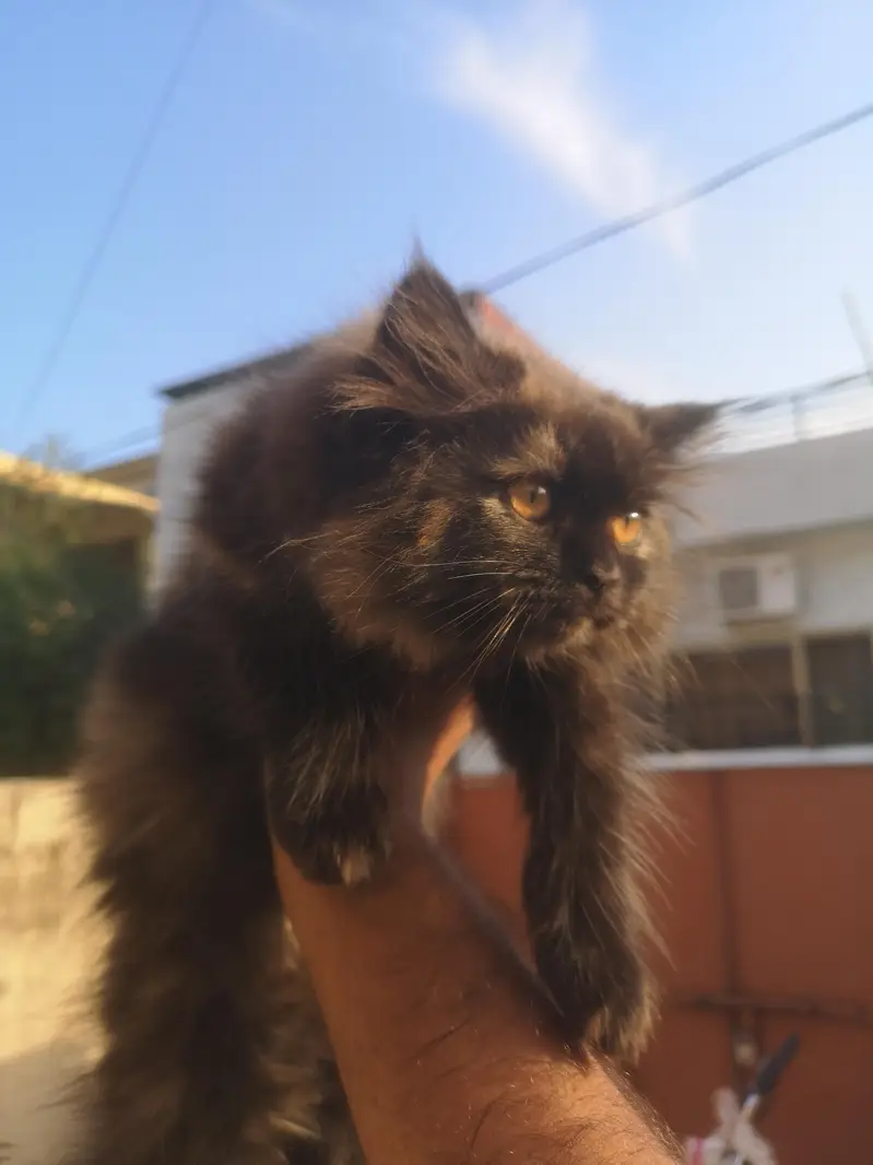 Persian Female Triple coated Kitten — photo 6