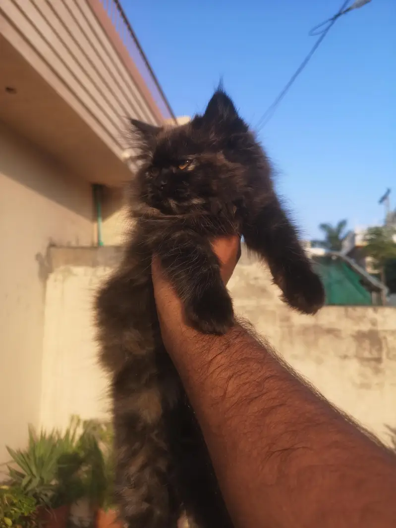 Persian Female Triple coated Kitten — photo 7