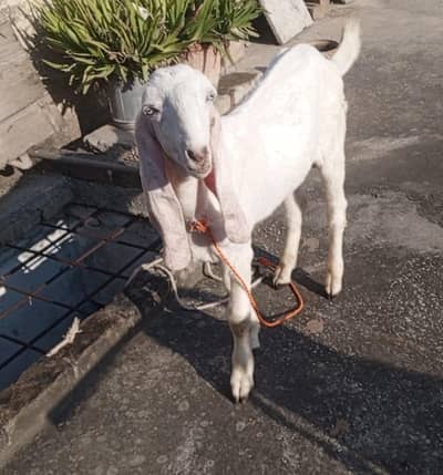 Rajanpuri Bakra, Pure White gulabi Rajanpuri Bakra for sale