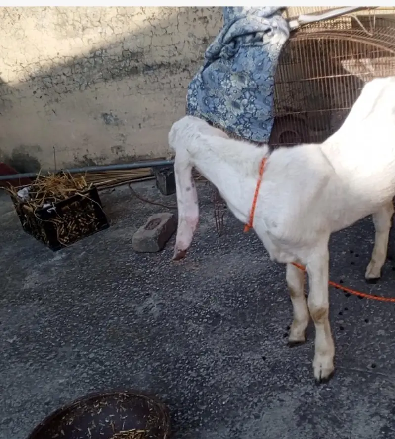Rajanpuri Bakra, Pure White gulabi Rajanpuri Bakra for sale — photo 2