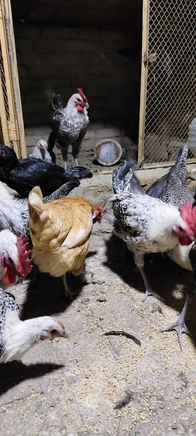 Desi eggs or Desu murgiya available