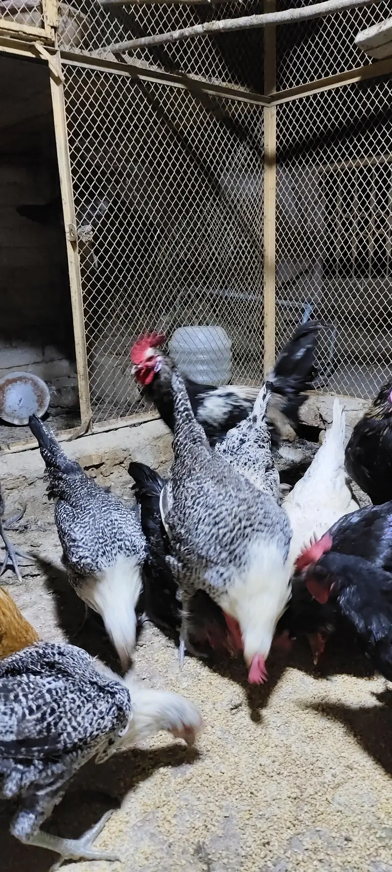 Desi eggs or Desu murgiya available — photo 4