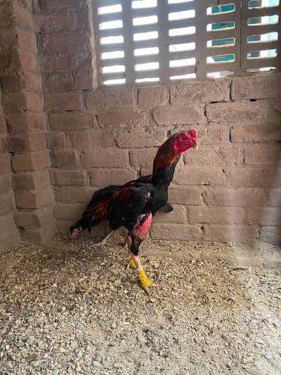 Mianwali mushka aseel murga for sale healthy & active