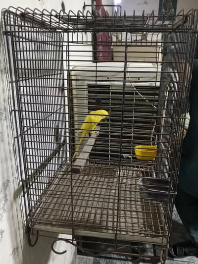 cage female for sale location Faisalabad cargo available