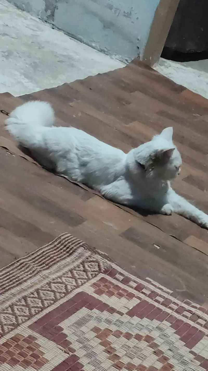 Persian Cat  for Sale — photo 2