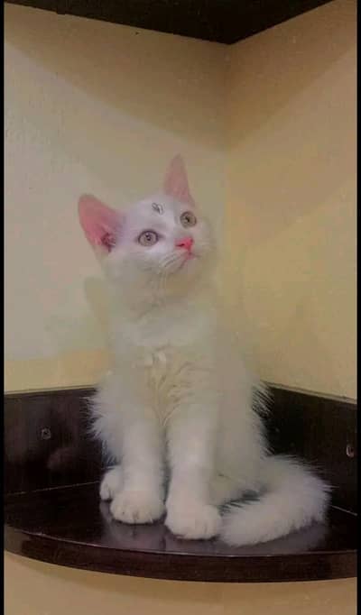 dubel code female kitten trained