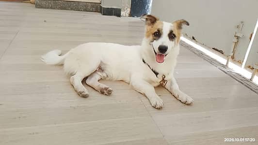 Jack Russell Terrier Dog for Sale