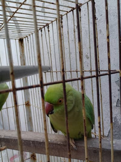 parrot pair for sale