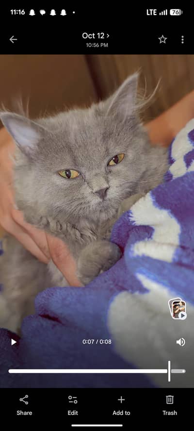 semi punch face cat
