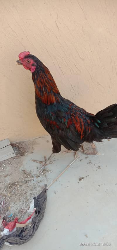 selling hens