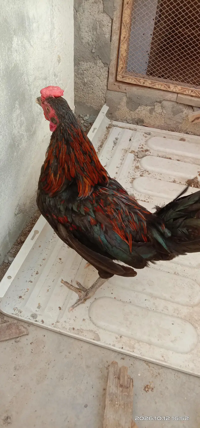 selling hens — photo 2
