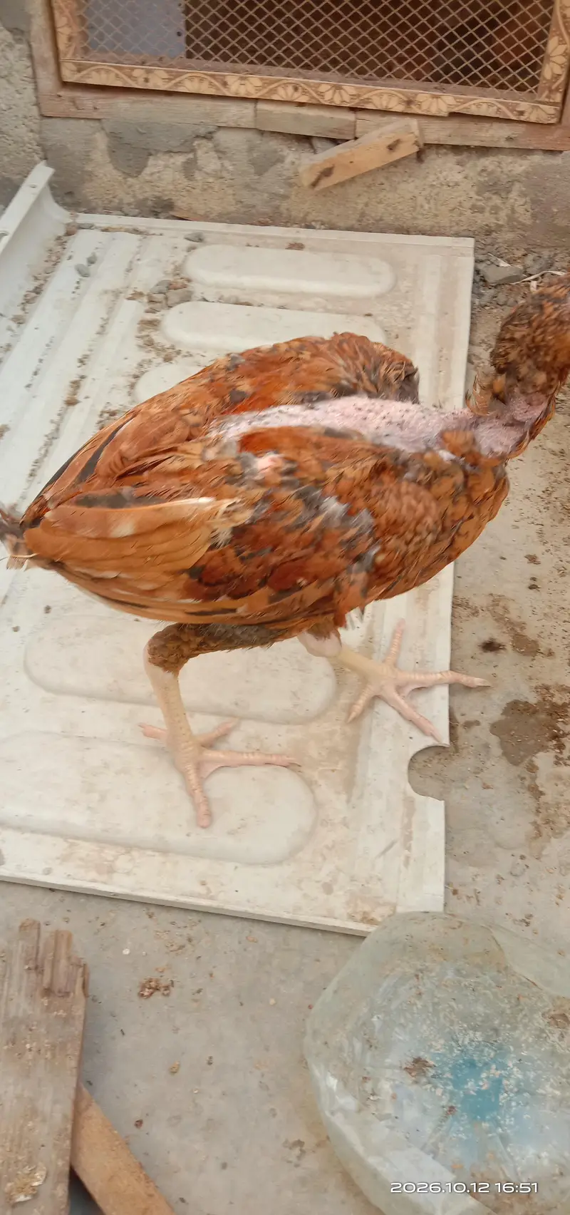 selling hens — photo 3