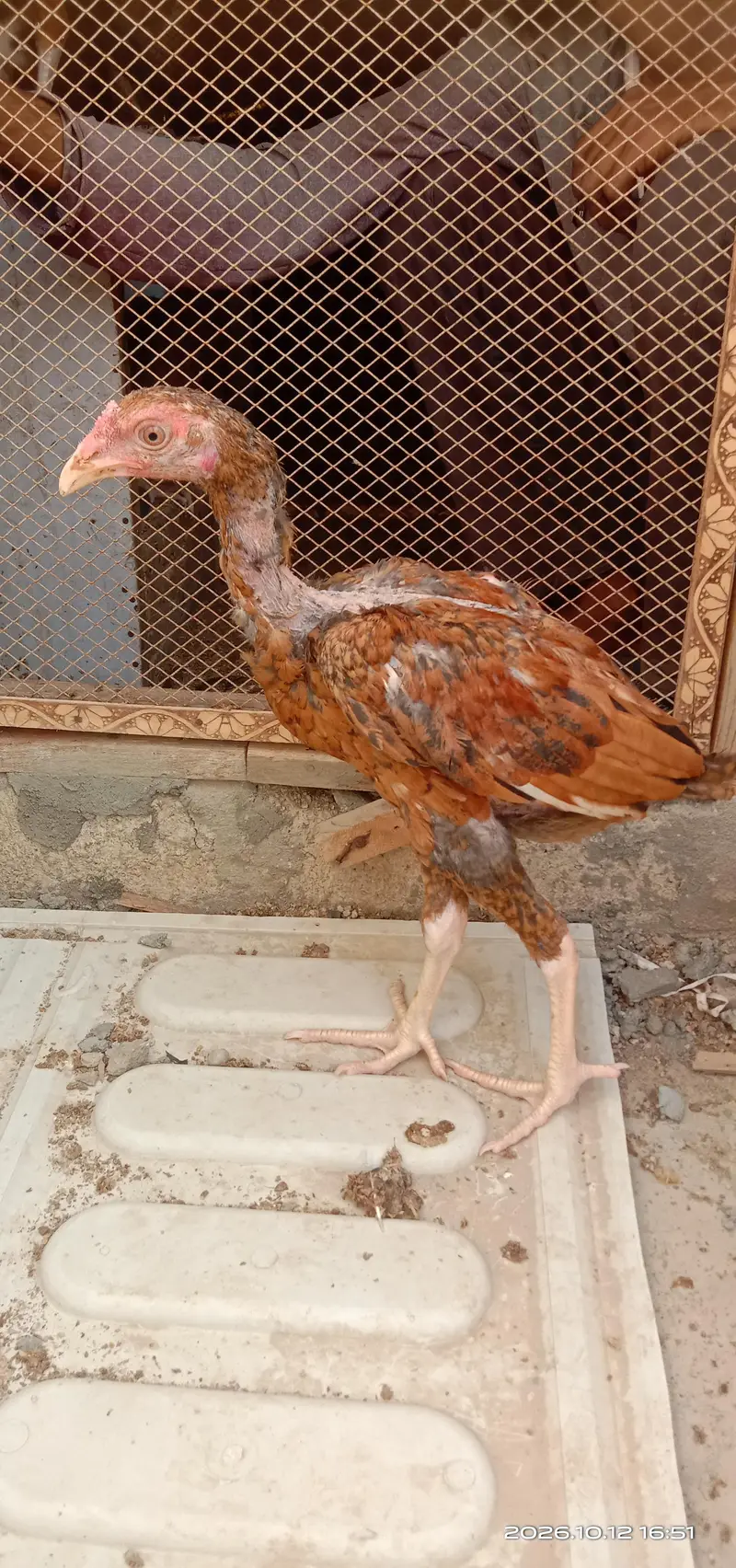 selling hens — photo 4