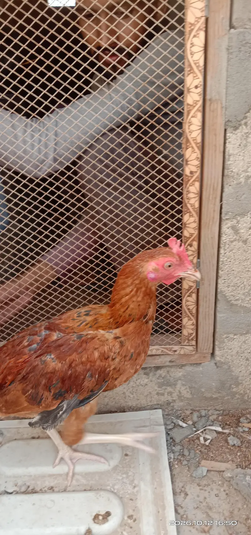 selling hens — photo 5