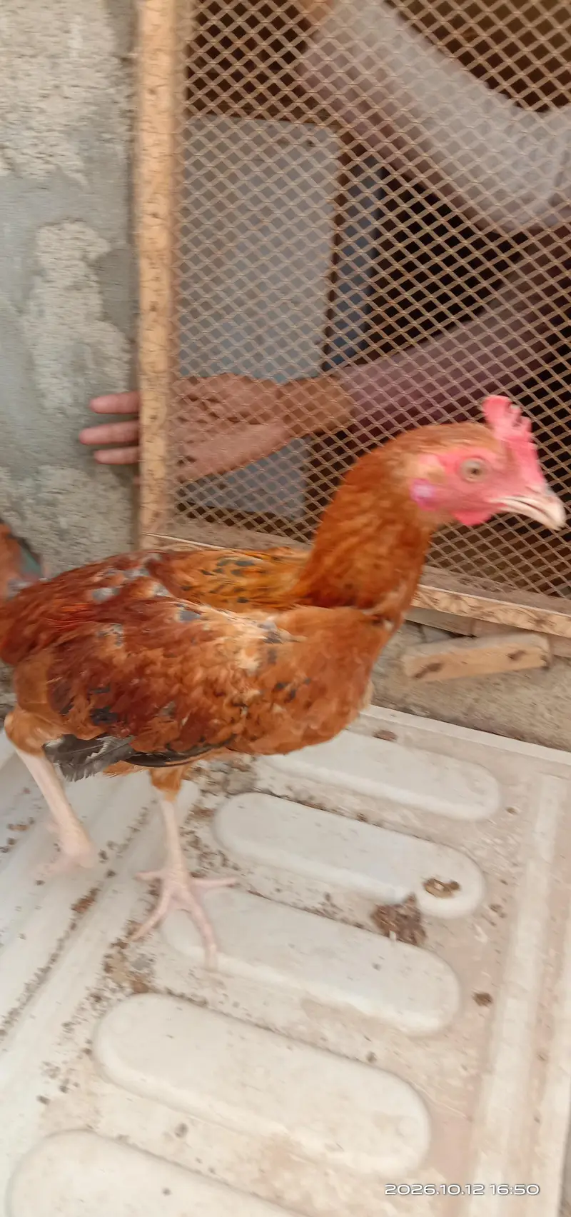 selling hens — photo 6