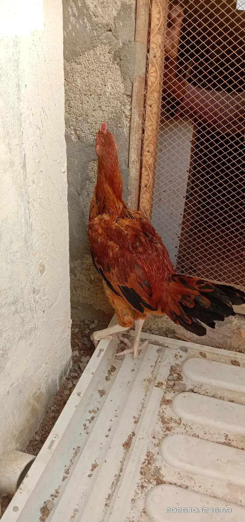 selling hens — photo 7