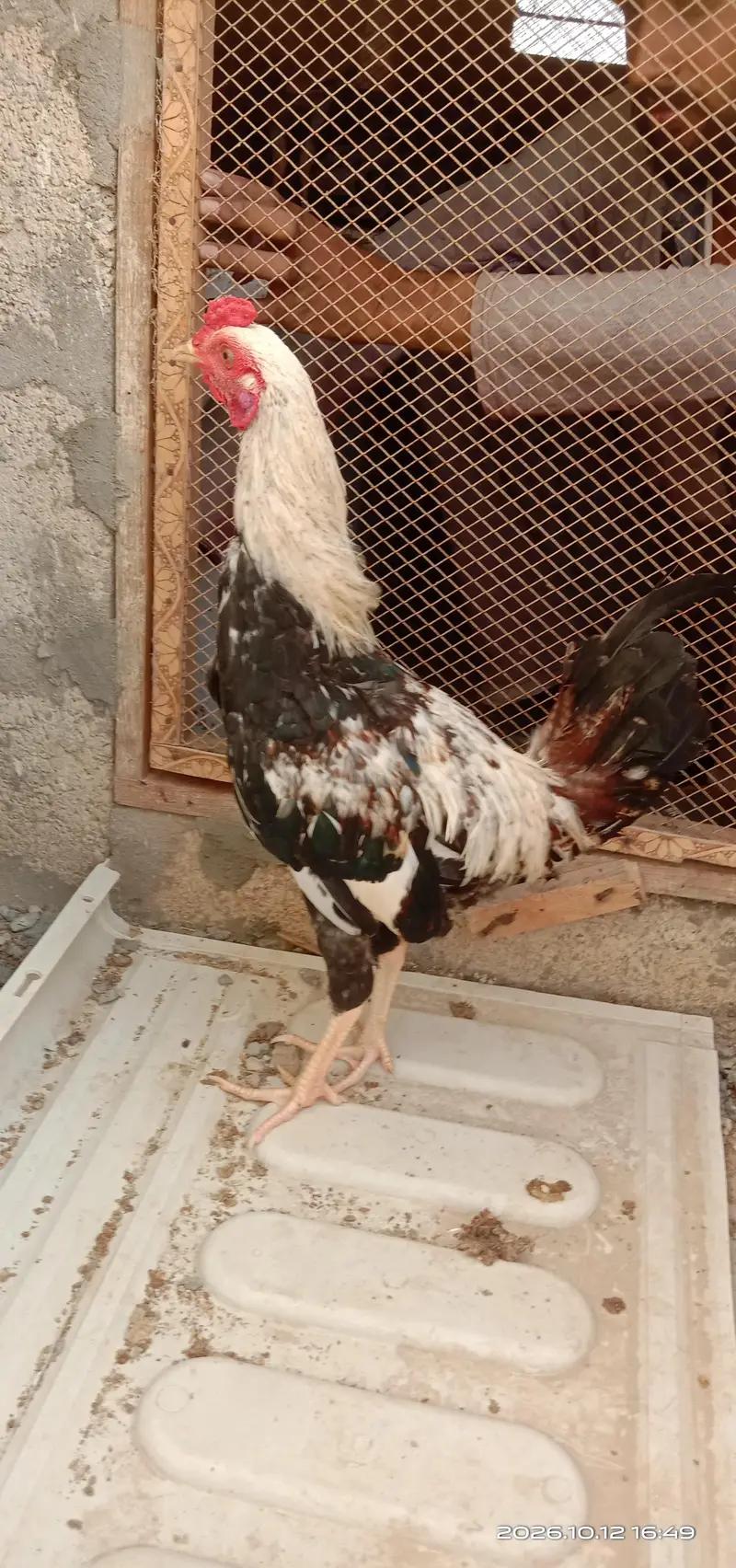 selling hens — photo 8