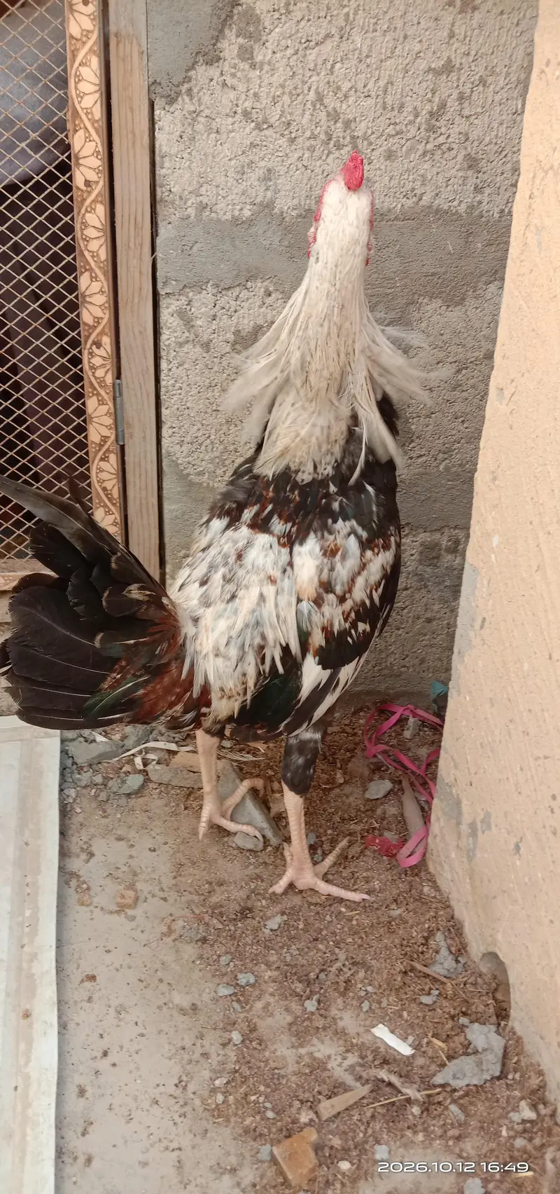 selling hens — photo 9