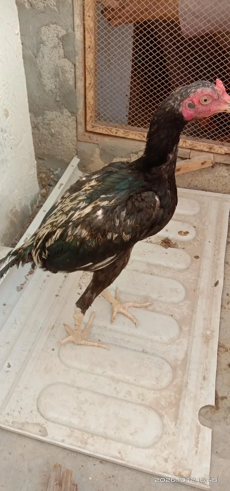 selling hens — photo 10