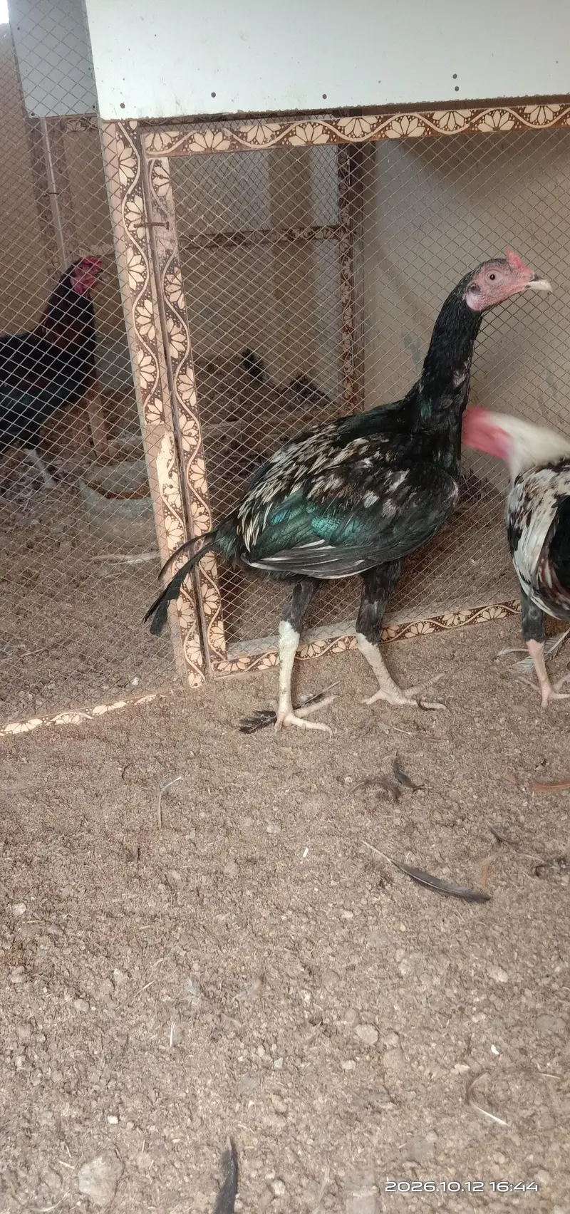 selling hens — photo 11