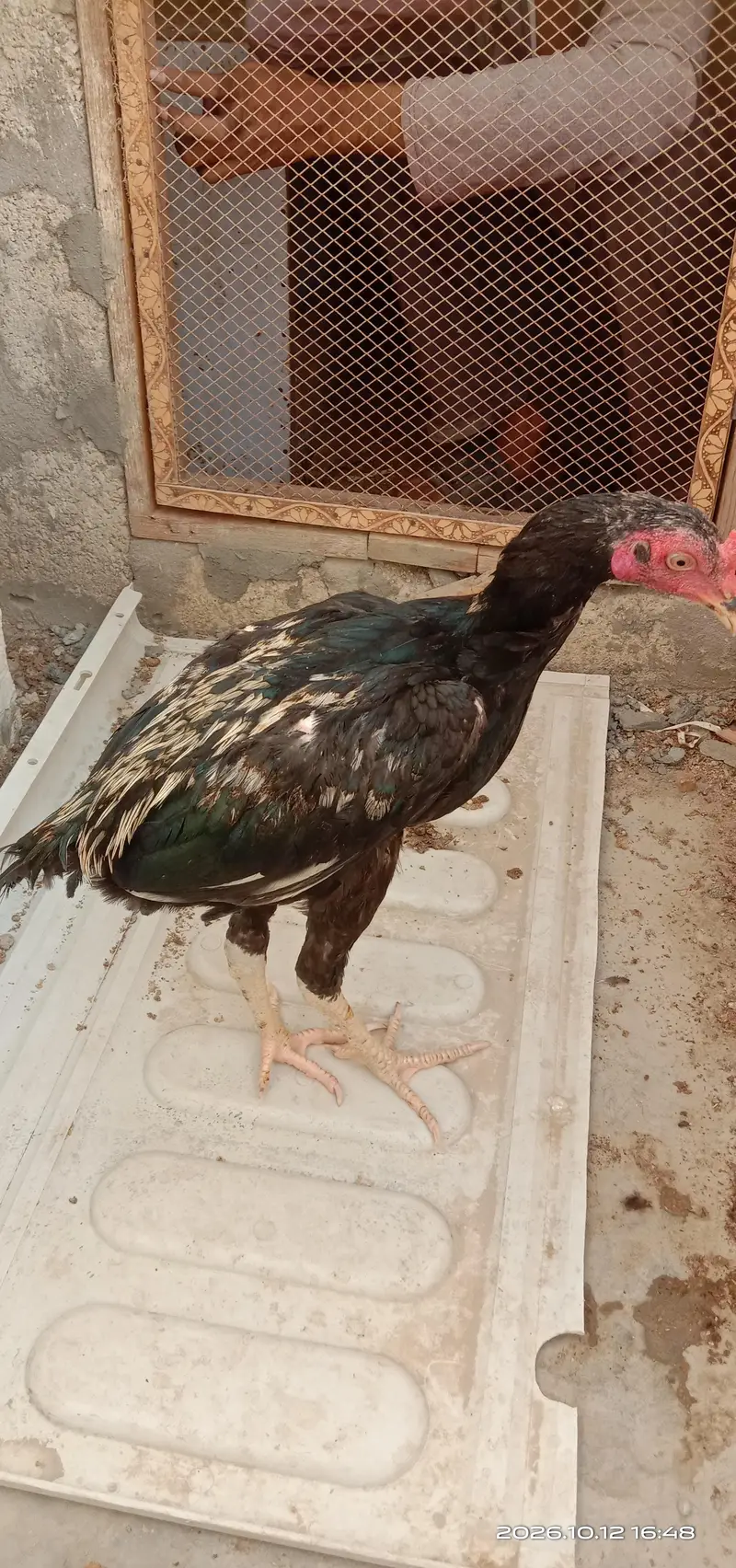 selling hens — photo 12