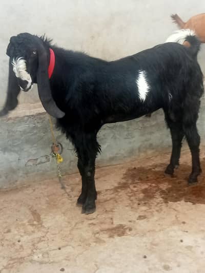 4 dant v v IP breeder bukra