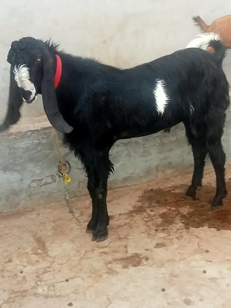 4 dant v v IP breeder bukra