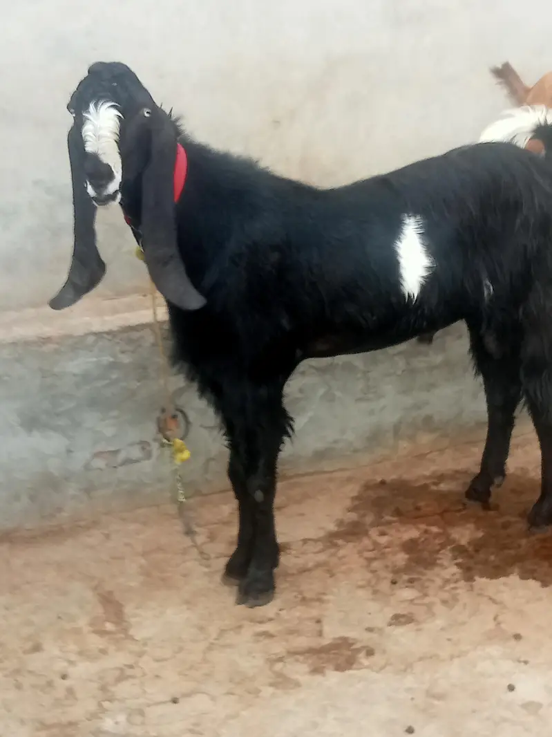 4 dant v v IP breeder bukra — photo 3