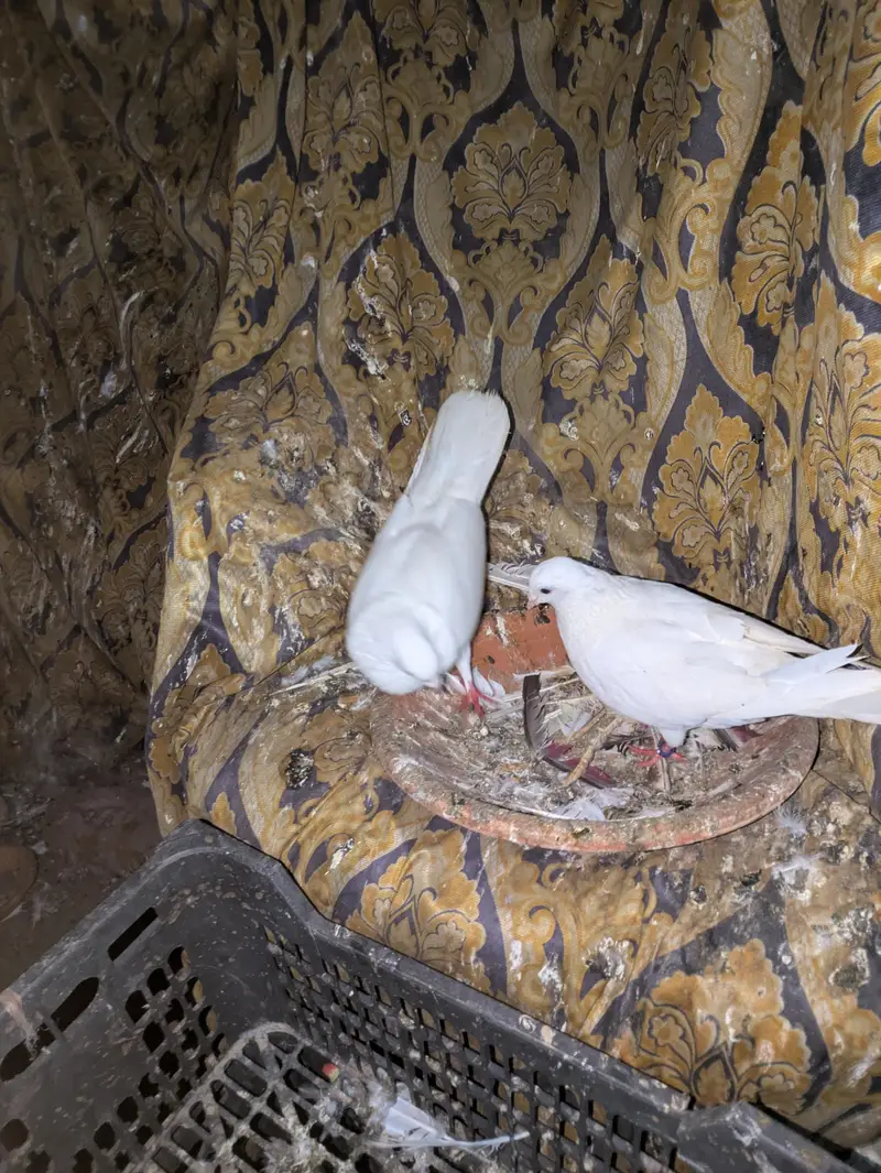 4 jora ha granti wala — photo 2