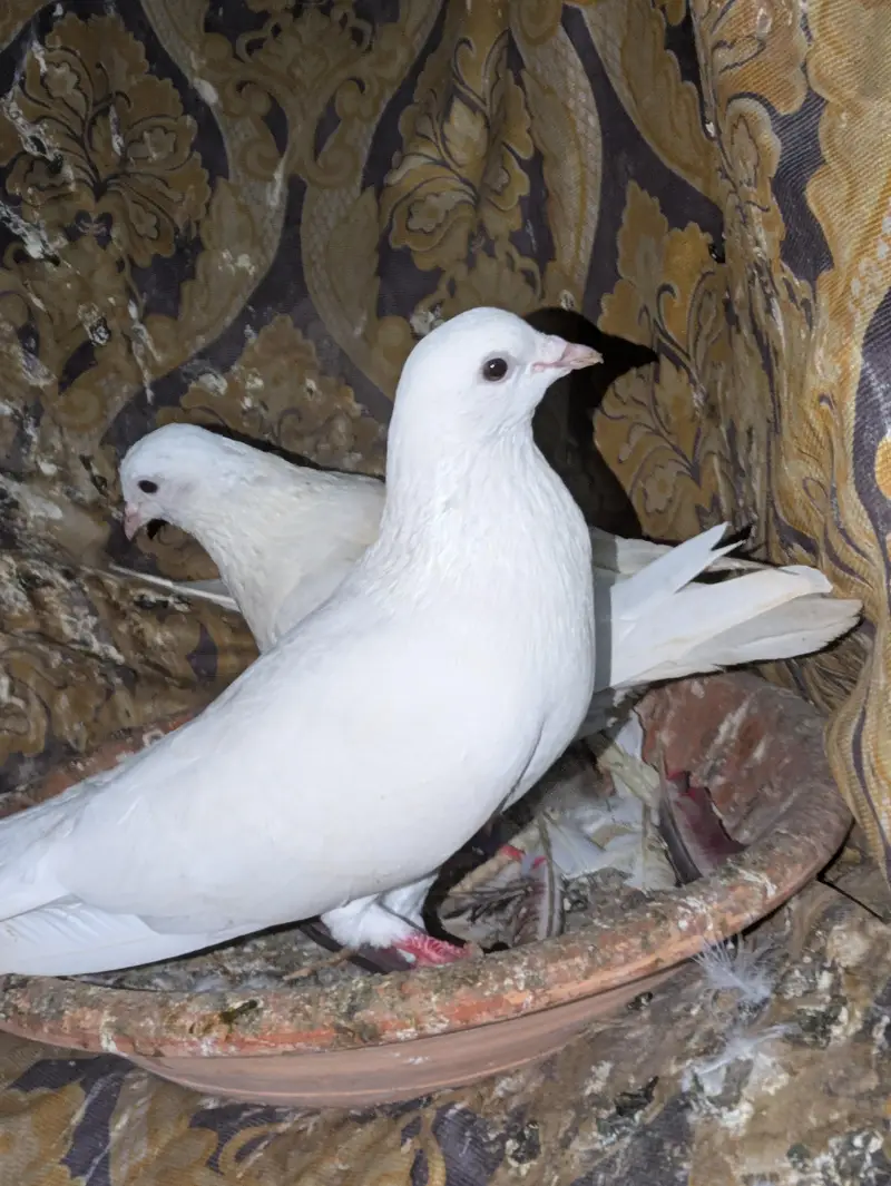 4 jora ha granti wala — photo 3
