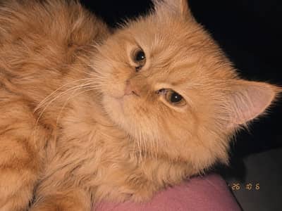 Persian cat