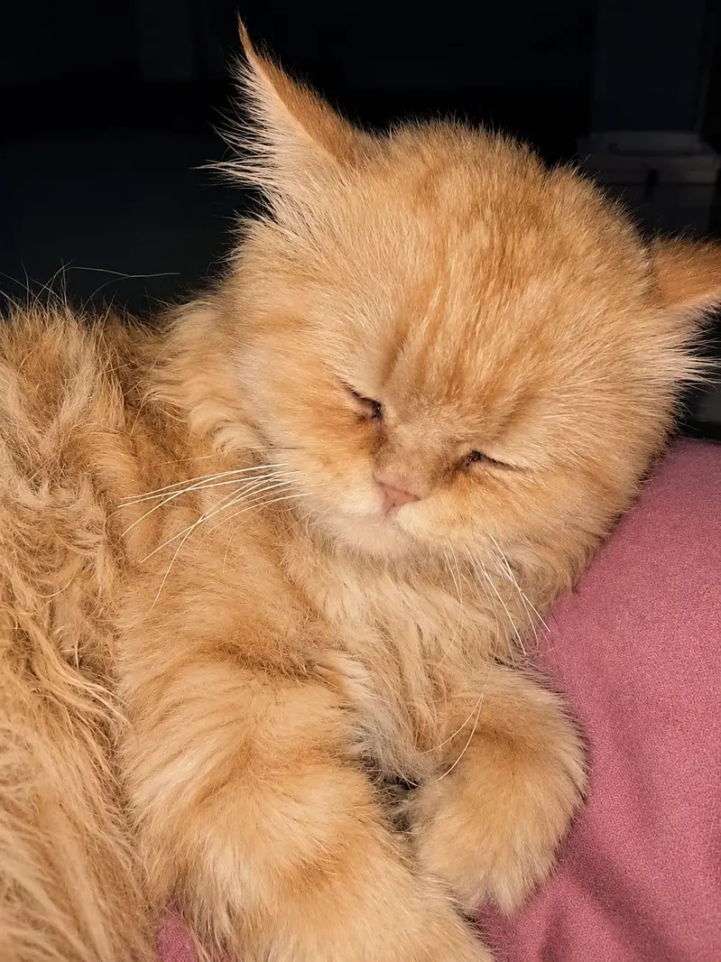 Persian cat — photo 2