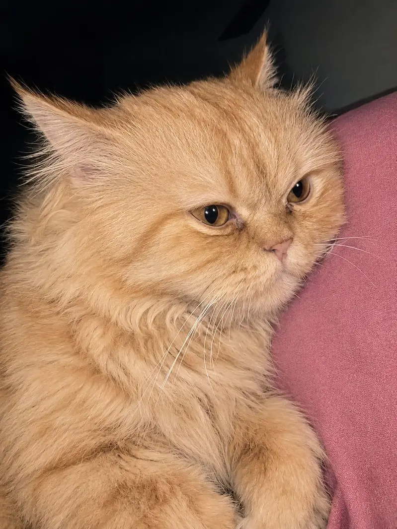Persian cat — photo 3