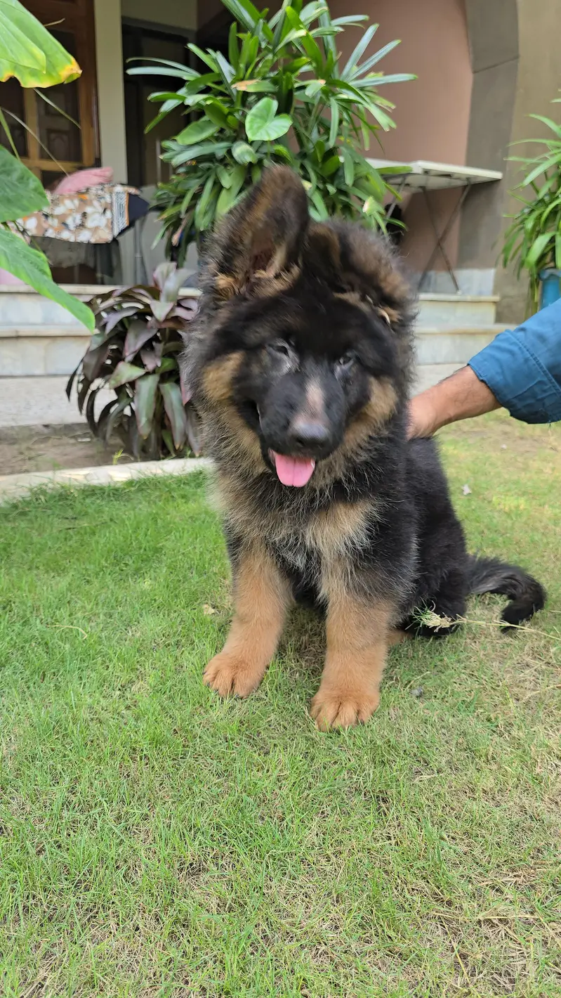 GSD Pair availble for sale