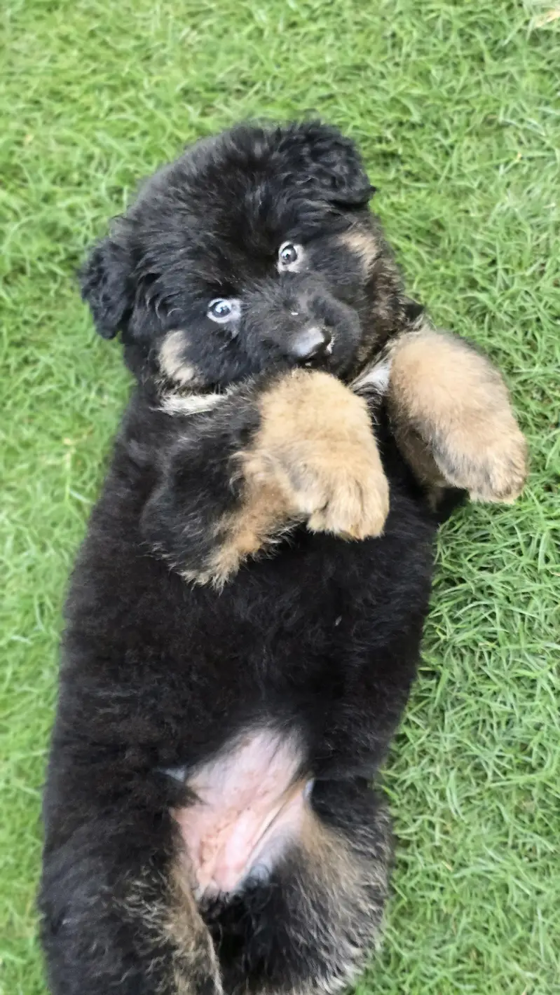 GSD Pair availble for sale — photo 2