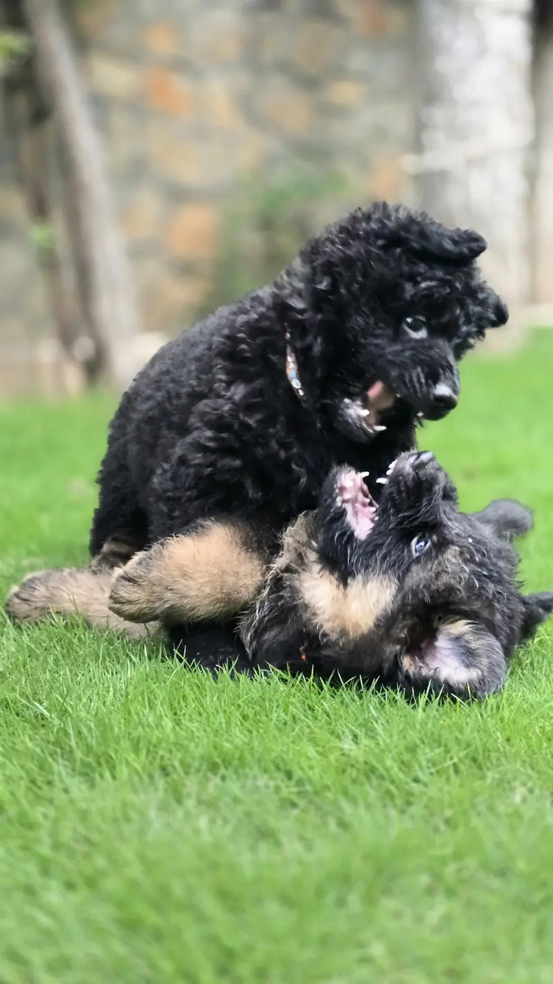 GSD Pair availble for sale — photo 3