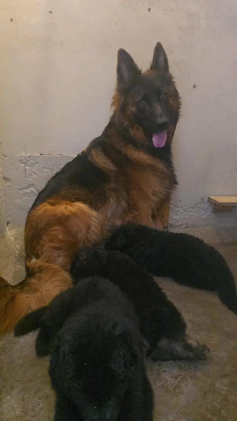 GSD Pair availble for sale — photo 4
