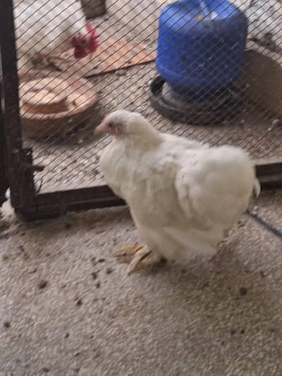Bantam Pair. Healthy condition