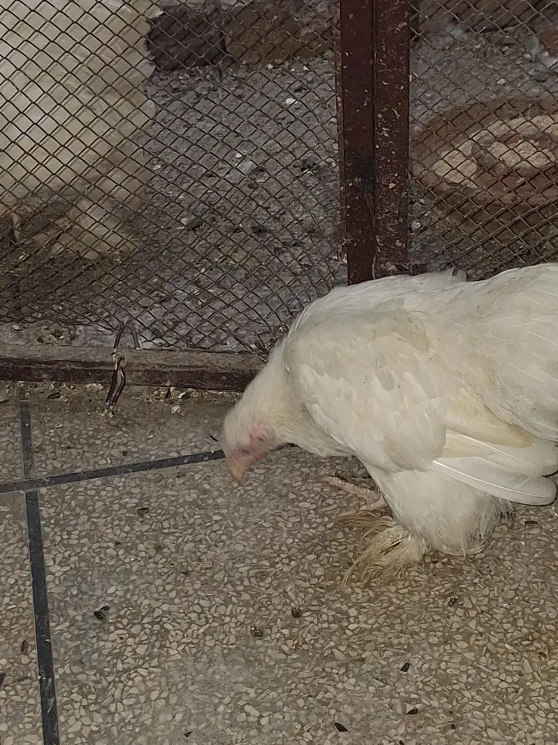 Bantam Pair. Healthy condition — photo 2