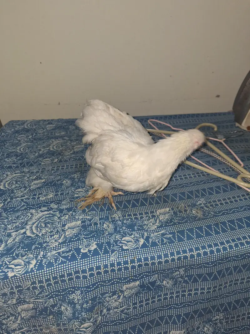Bantam Pair. Healthy condition — photo 3