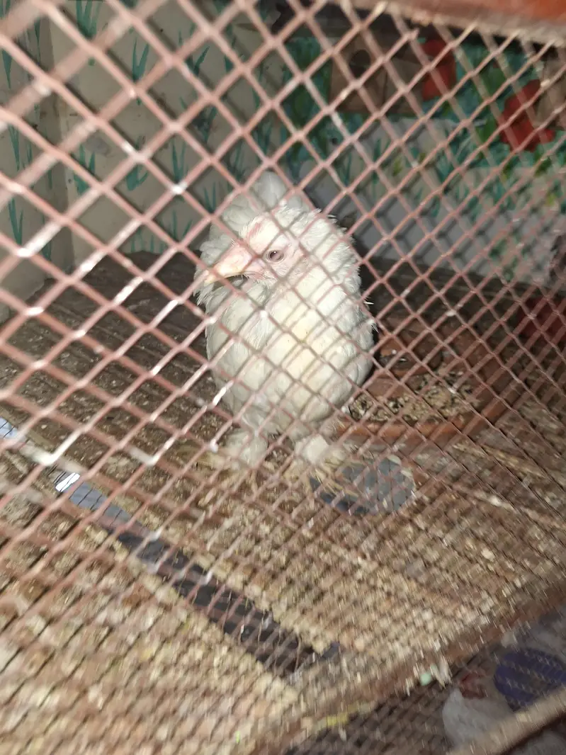 Bantam Pair. Healthy condition — photo 4