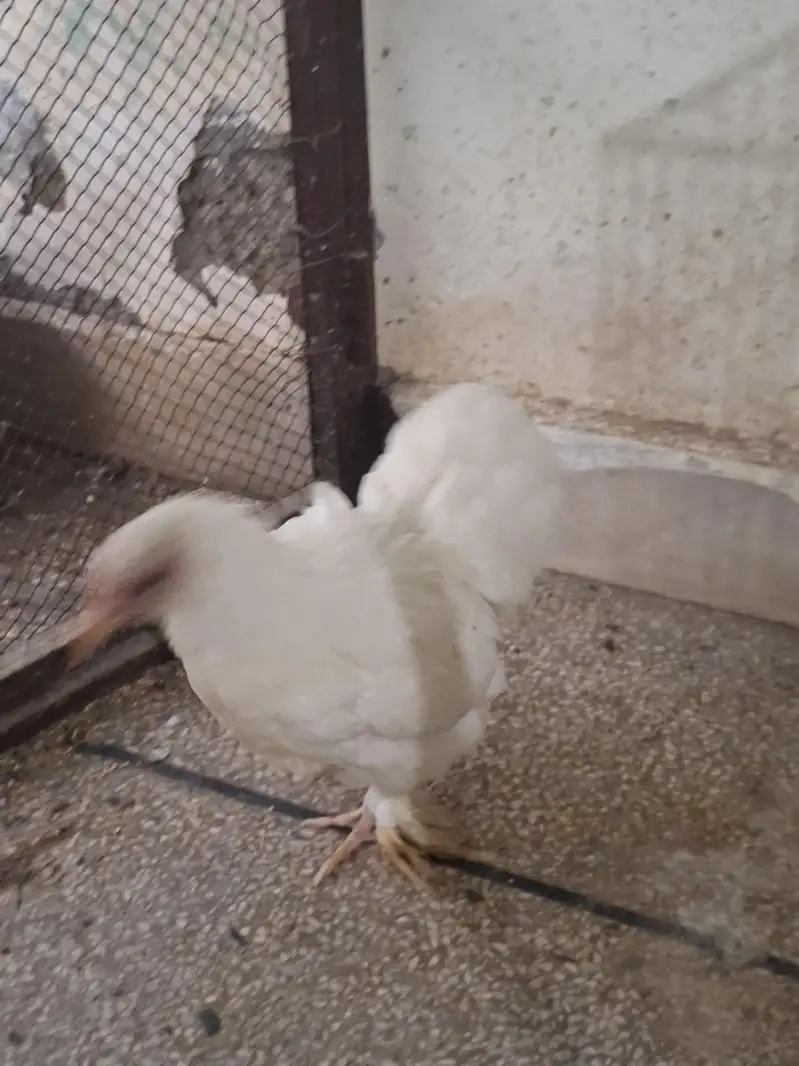 Bantam Pair. Healthy condition — photo 5