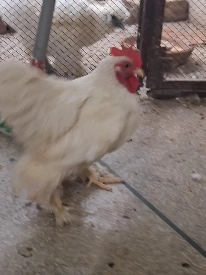 Bantam Pair. Healthy condition — photo 6