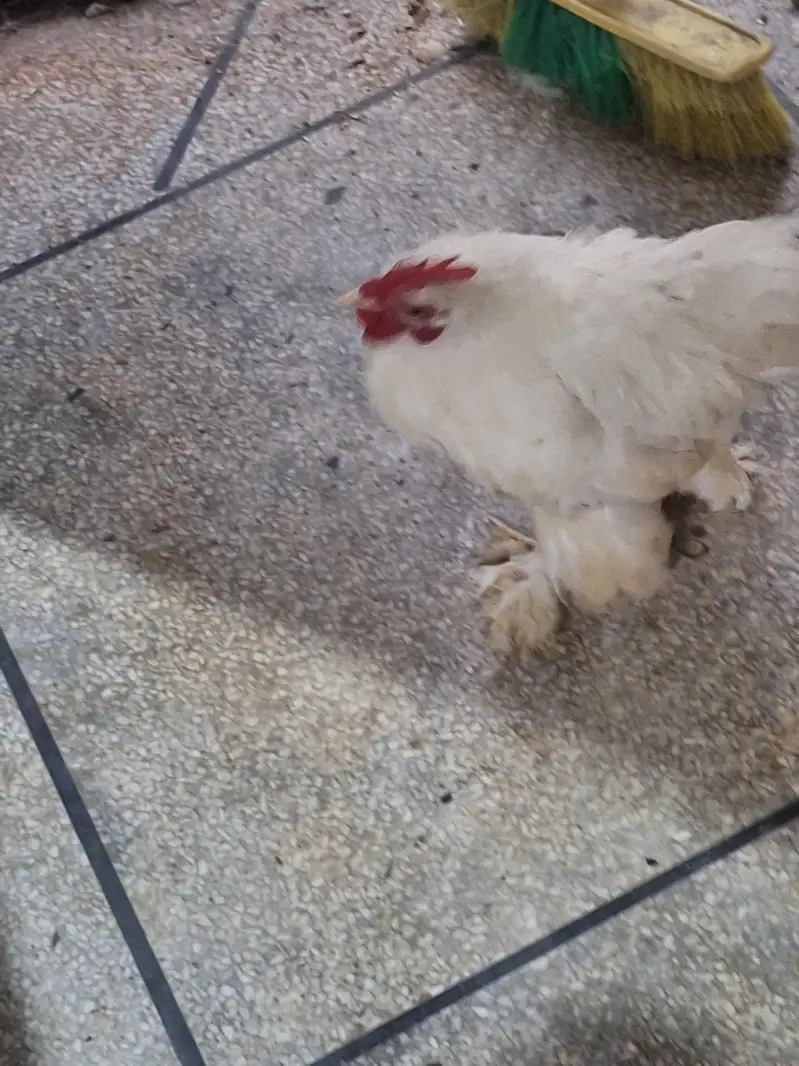 Bantam Pair. Healthy condition — photo 7
