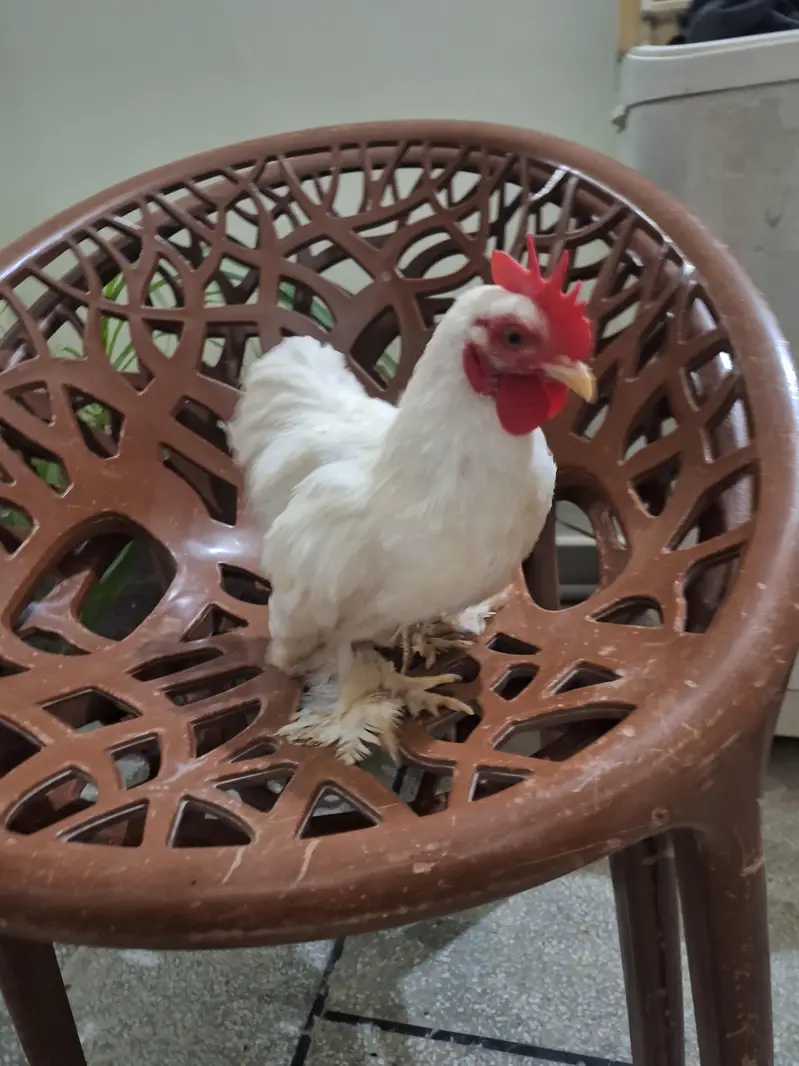 Bantam Pair. Healthy condition — photo 8