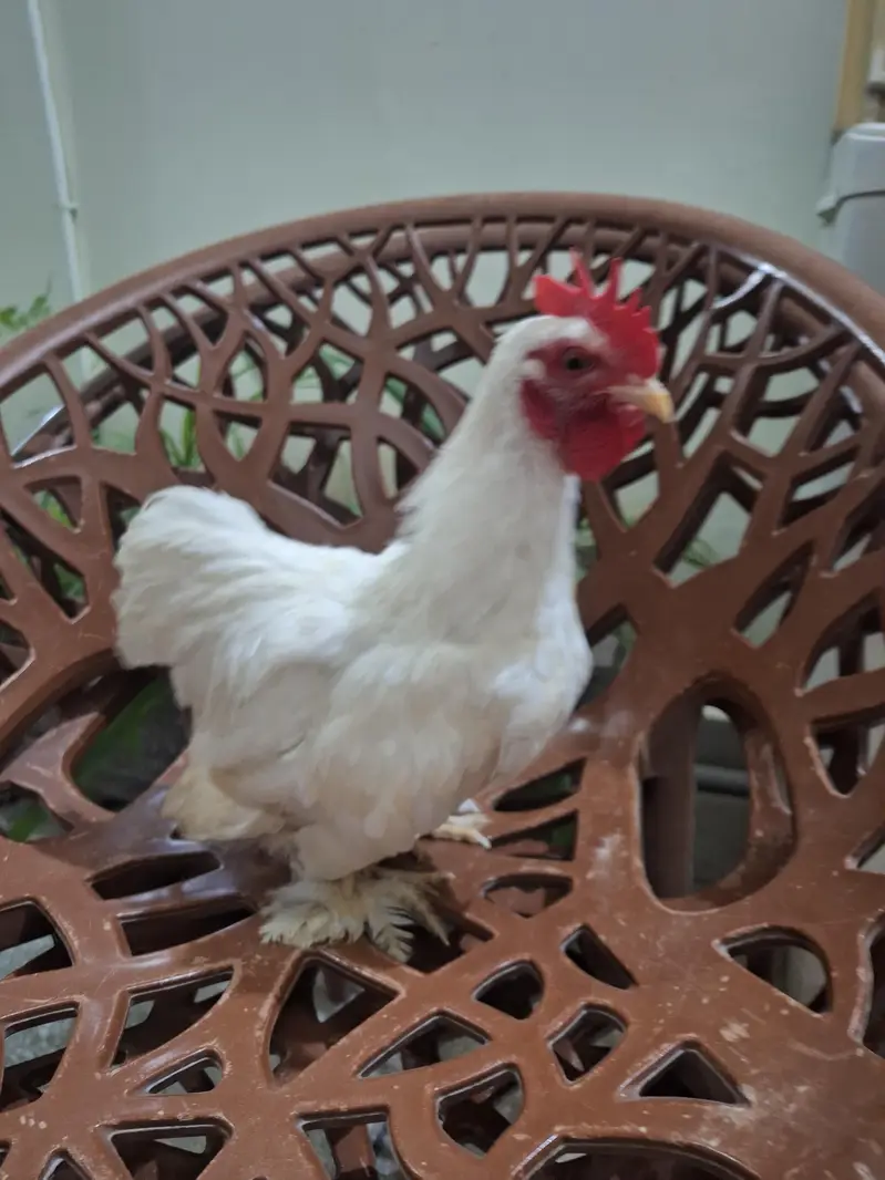 Bantam Pair. Healthy condition — photo 9